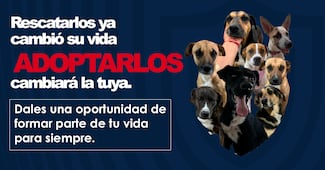 Club Pachuca impulsa campaña de adopción de perros rescatados junto con San Agustín Tlaxiaca