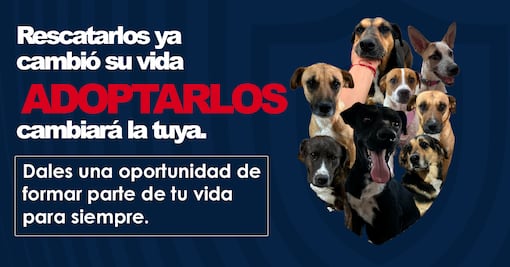 Club Pachuca impulsa campaña de adopción de perros rescatados junto con San Agustín Tlaxiaca