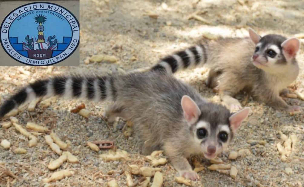 Rescatan cacomixtles en el municipio de Ixmiquilpan | Foto: Especial