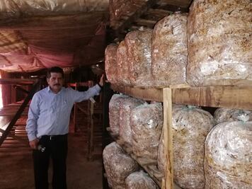 Setas Monarca, el emprendimiento hidalguense que ya cruza fronteras