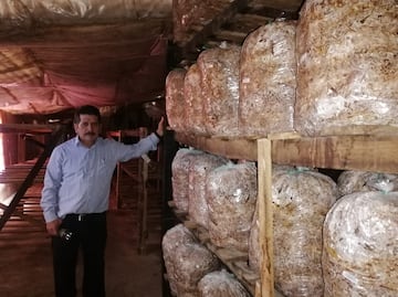 Setas Monarca, el emprendimiento hidalguense que ya cruza fronteras