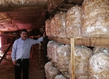 Setas Monarca, el emprendimiento hidalguense que ya cruza fronteras