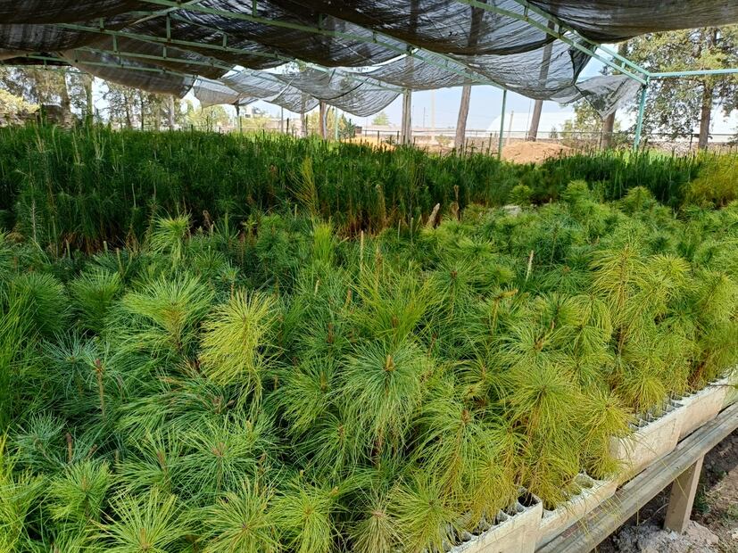 Ven necesaria la humedad para reforestación de los bosques en Tulancingo | Foto. Grisel Lira