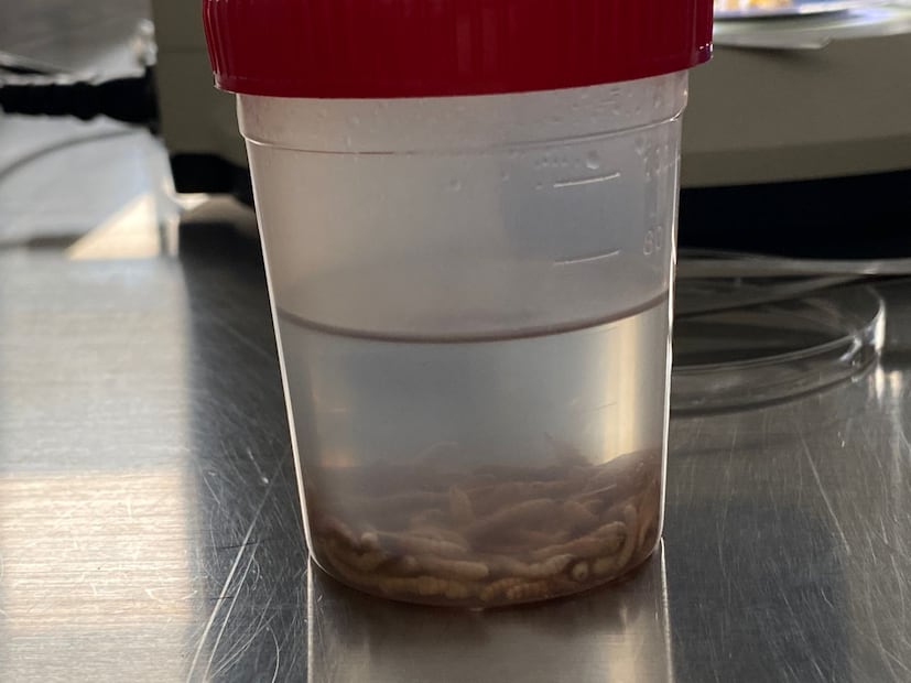 Foto: Ricardo Calleja