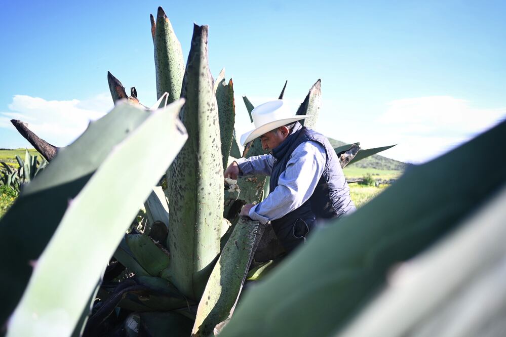 Foto: Agricultura Hidalgo