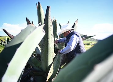 Hidalgo consolida su liderazgo en producción pulquera con apoyos estratégicos al campo