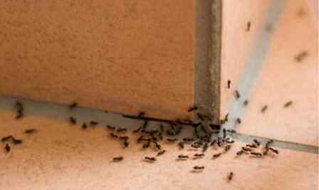 5 remedios caseros para terminar con las hormigas en tu casa; descubre cuáles son 