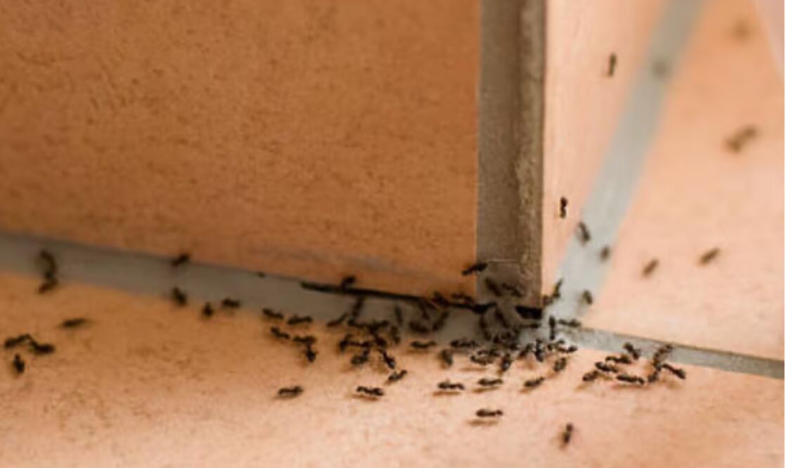 Remedios caseros para terminar con las hormigas. Foto: Pixabay