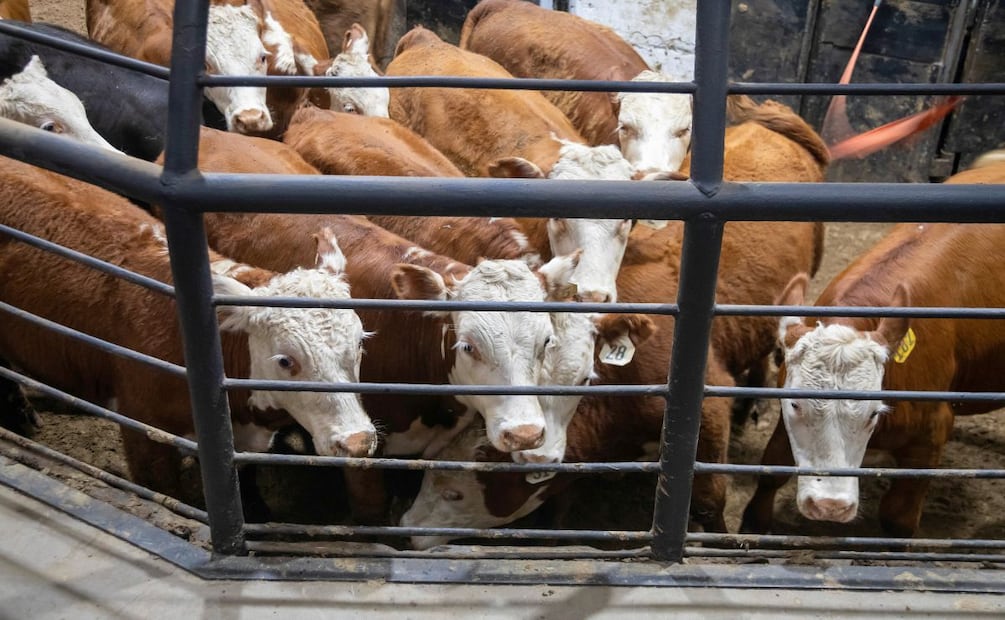 Expo Feria Ganadera 2026 abre espacios para productores y comerciantes en Pachuca | Foto: Pexels