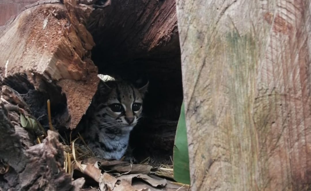 ¡Itzán está listo para volver a la vida silvestre! Foto: Unidad de Fauna