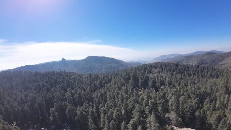 Empeora problema de plagas en Hidalgo; la Conafor recibió 165 notificaciones este año