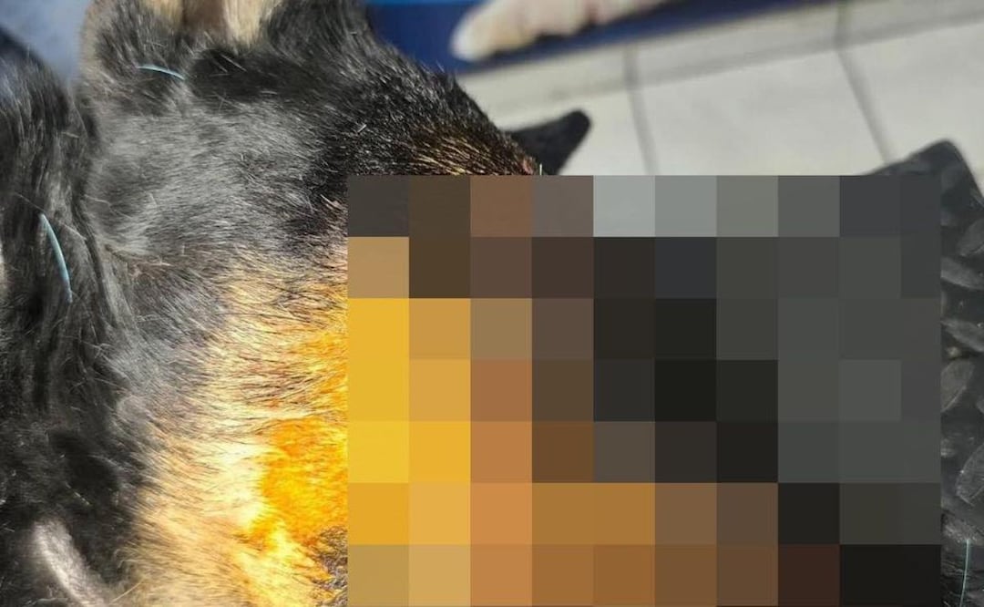 Condenan ataque con machete a perro en Cantinela, Ixmiquilpan | Foto: especial