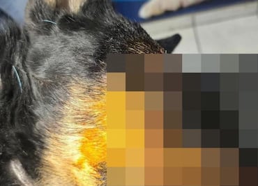 Ixmiquilpan investiga brutal ataque con machete a perro en Cantinela