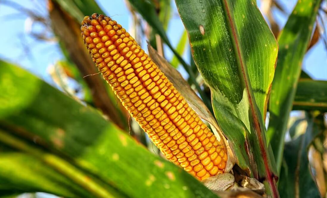 México tiene 45 días para acatar el fallo de un panel comercial del T-MEC que declaró "inconsistente" su decreto de prohibición al maíz transgénico para consumo humano, por falta de evidencia científica que demuestre daño a la salud o al medio ambiente. (20/12/24) Foto: Pixabay