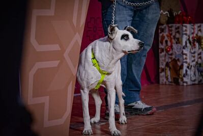 En Ixmiquilpan arranca programa piloto en favor de perros en situación de calle