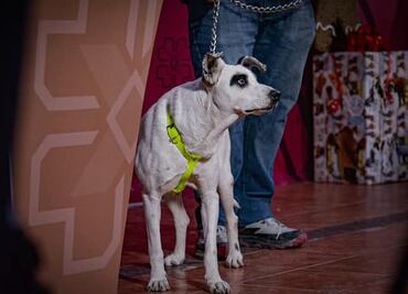 En Ixmiquilpan arranca programa piloto en favor de perros en situación de calle