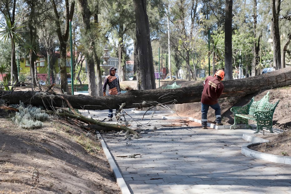 Plagas forestales obligan al derribo de 635 árboles en parques de Pachuca | Foto: Luis Soriano