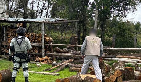 Profepa y Guardia Nacional aseguran más de 2.5 m³ de madera ilegal en Hidalgo