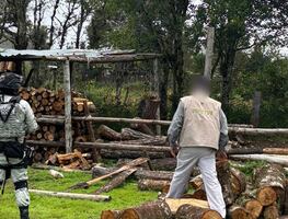 Profepa y Guardia Nacional aseguran más de 2.5 m³ de madera ilegal en Hidalgo