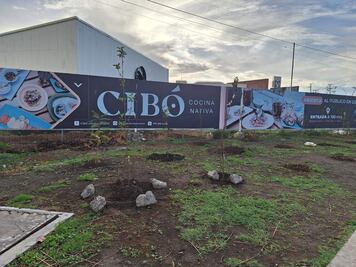 Taxistas de Pachuca plantan arbolitos frutales para contribuir al medio ambiente