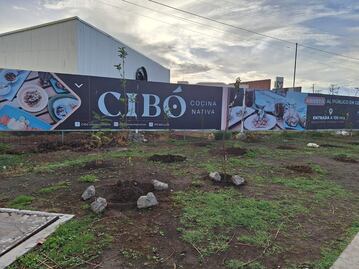 Taxistas de Pachuca plantan arbolitos frutales para contribuir al medio ambiente