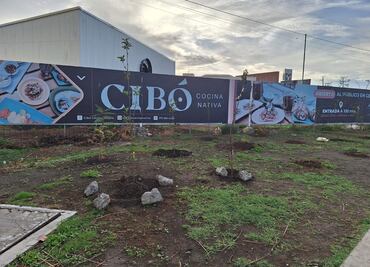 Taxistas de Pachuca plantan arbolitos frutales para contribuir al medio ambiente