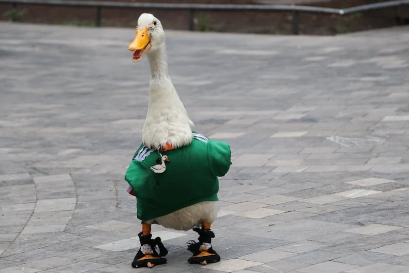 El lado oscuro de la viralidad del pato Merlín durante el Mundial 2026