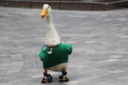 El lado oscuro de la viralidad del pato Merlín durante el Mundial 2026