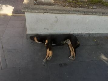 Actopan, con 12 mil perros callejeros