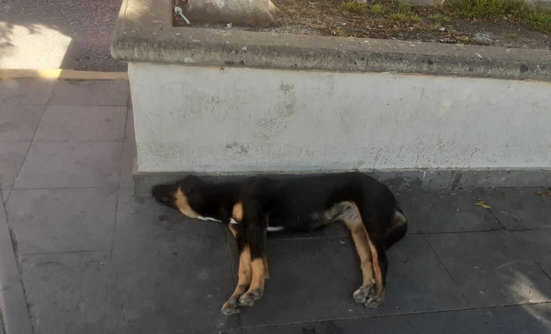 Perros callejeros Foto: Erika Gutiérrez