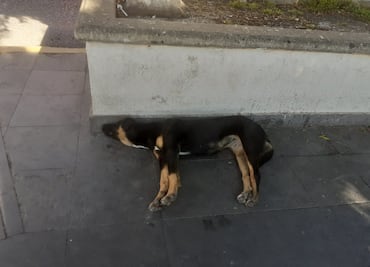 Actopan, con 12 mil perros callejeros