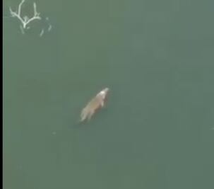 Cocodrilo sorprende nadando en la presa de Zimapán