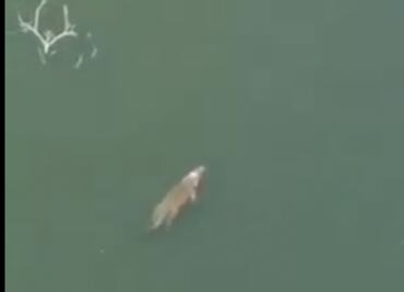 Cocodrilo sorprende nadando en la presa de Zimapán