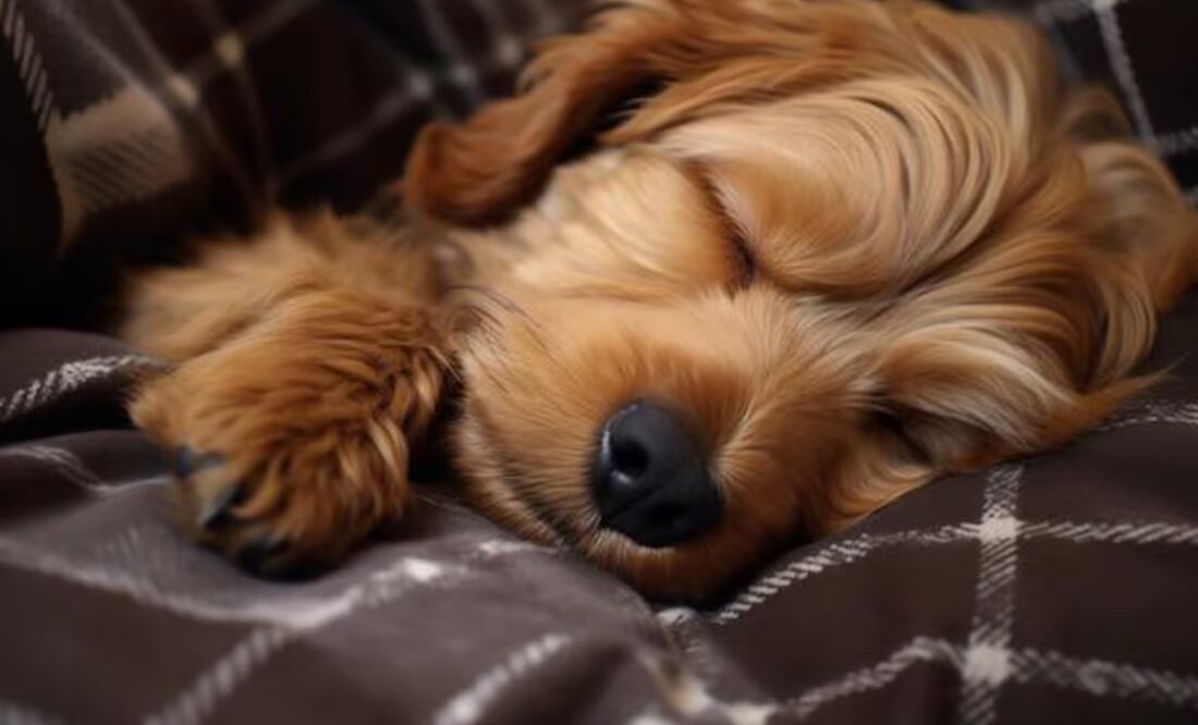 Perros | Fuente: Freepik.