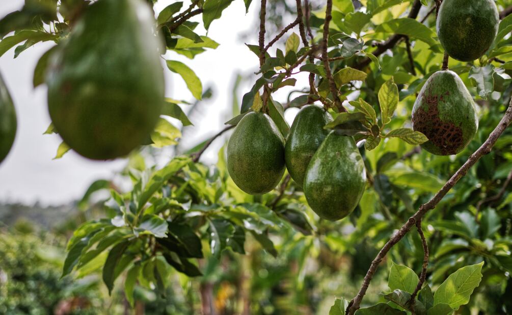 Podría no haber guacamole en el Super Bowl por escasez de gasolina | Foto: Pexels