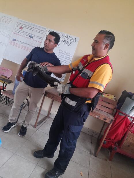 Grisón causó pánico en salón de clases; lo trasladan al Tecnológico de Huejutla | Foto: Especial