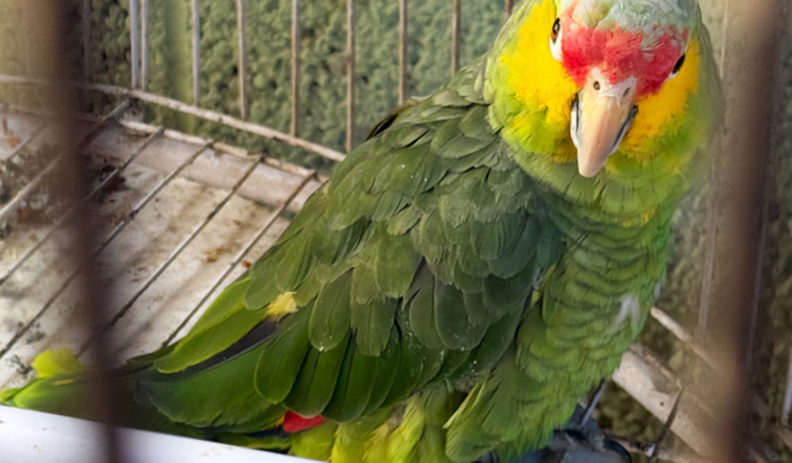 Profepa rescata 4 ejemplares de loros en Hidalgo I Foto: Especial