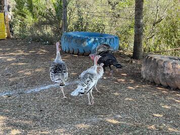 Reforzaron medidas preventivas ante la aparición en Texas de  gripe aviar