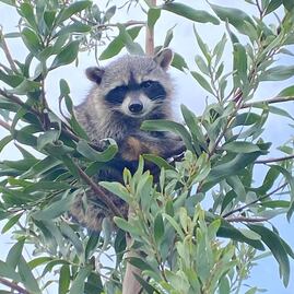 Mapache rescatado en Acaxochitlán