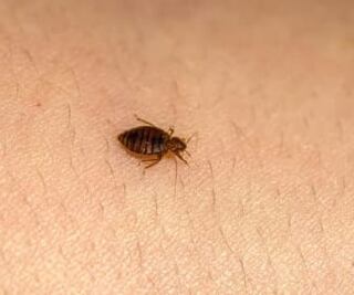 Temporada de chinches en verano; ¿cómo eliminarlas al 100%?