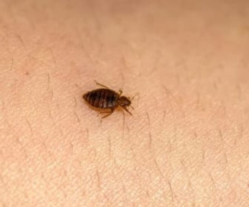 Temporada de chinches en verano; ¿cómo eliminarlas al 100%? | Imagen ilustrativa