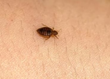 Temporada de chinches en verano; ¿cómo eliminarlas al 100%?