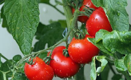 Alimentos para sustituir el jitomate cuando sube de precio