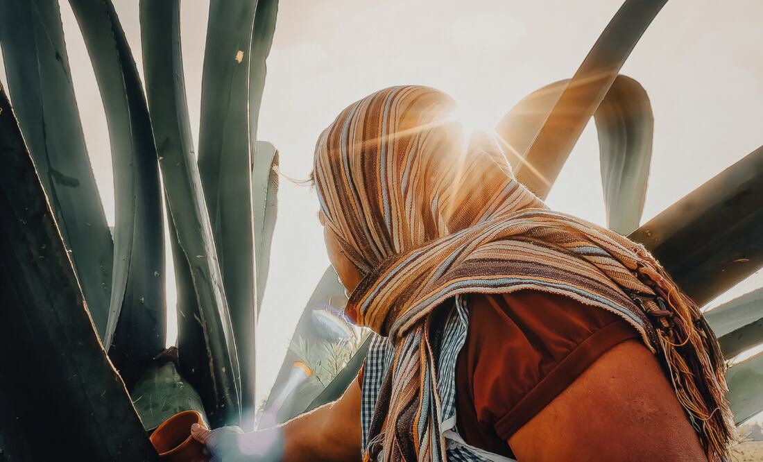 El aguamiel es un líquido ambarino traslúcido, con olor característico y sabor dulce afrutado | Foto: Pexels