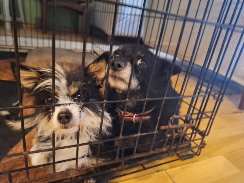 Hidalgo alcanza 57.7% de su meta de esterilización | Foto: Cinthya Carbajal