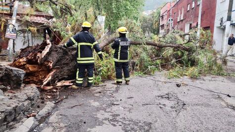 Remueven árbol de gran tamaño caído por lluvias en Pachuca