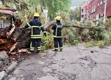 Remueven árbol de gran tamaño caído por lluvias en Pachuca