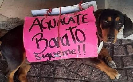 Eliot Veneno: el famoso perrito promotor de aguacates en Tula