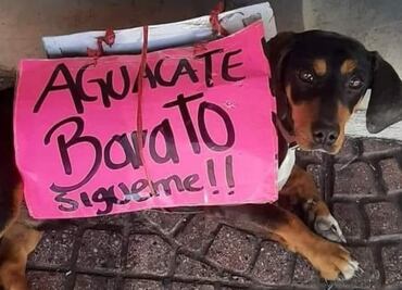 Eliot Veneno: el famoso perrito promotor de aguacates en Tula
