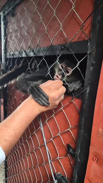 Zoológico Nicolás Bravo recibe tres monos araña y renueva sus espacios para el periodo vacacional | Foto: especial